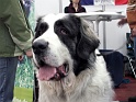 Heimtiermesse 2009   078